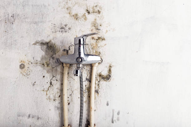 Professional Mold Removal in Clifton, IL