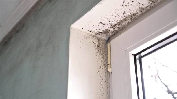 Best Toxic Mold Removal  in Clifton, IL