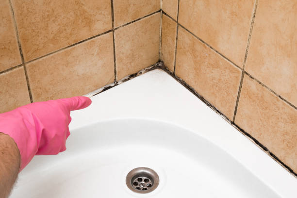 Best Emergency Mold Removal  in Clifton, IL